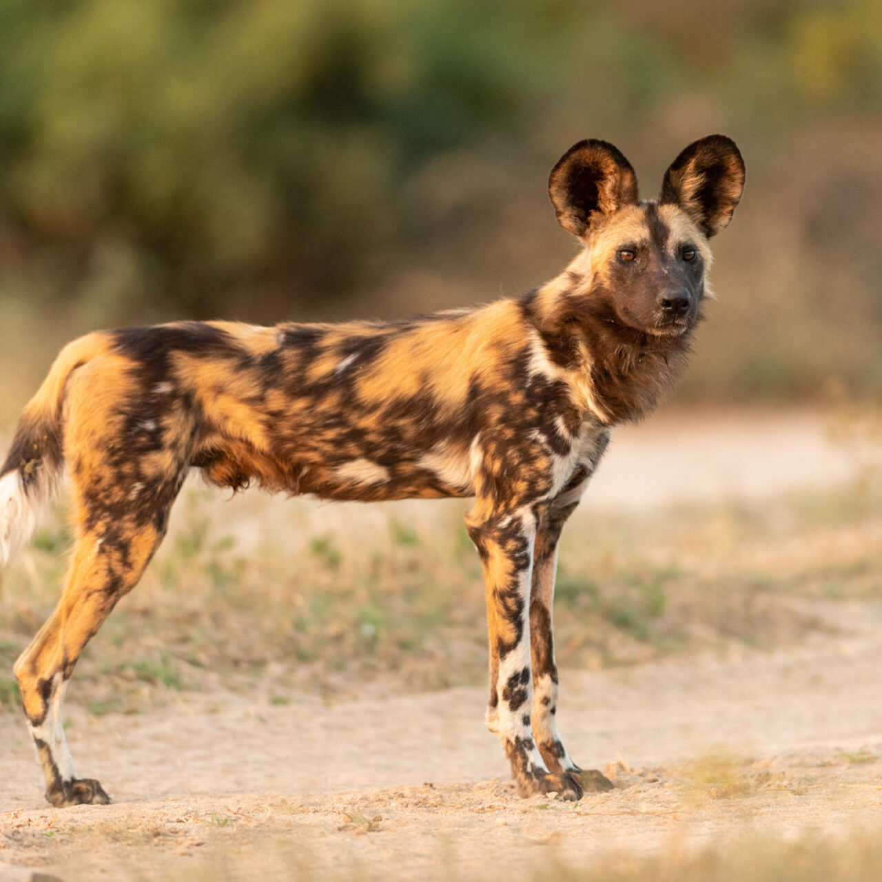 Kruger's Iconic Train Lodge | 4 day tour